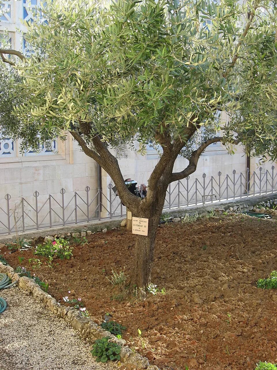 Paul VI - Olivetree planted by Pope Paul VI during his visit to the Holy Land