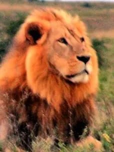 C. S. Lewis - A lion being used to represent Aslan
