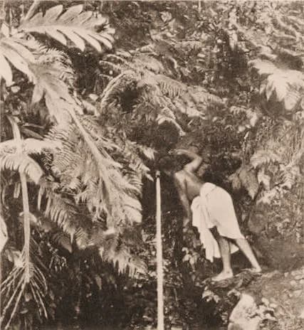Paul Gauguin - Fotografia usada per Paul Gauguin en el quadre Pape moe