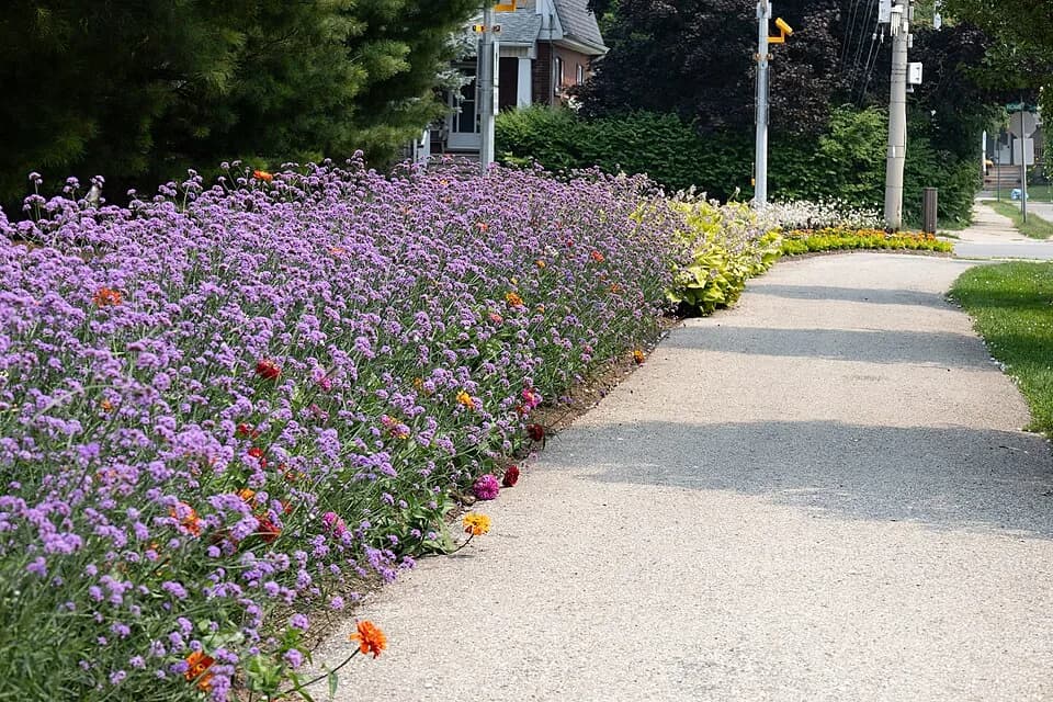Christopher Plummer - Walkway along Christopher Plummer Drive, Stratford, Ontario, 2025-08-04, lined with Verbena bonariensis