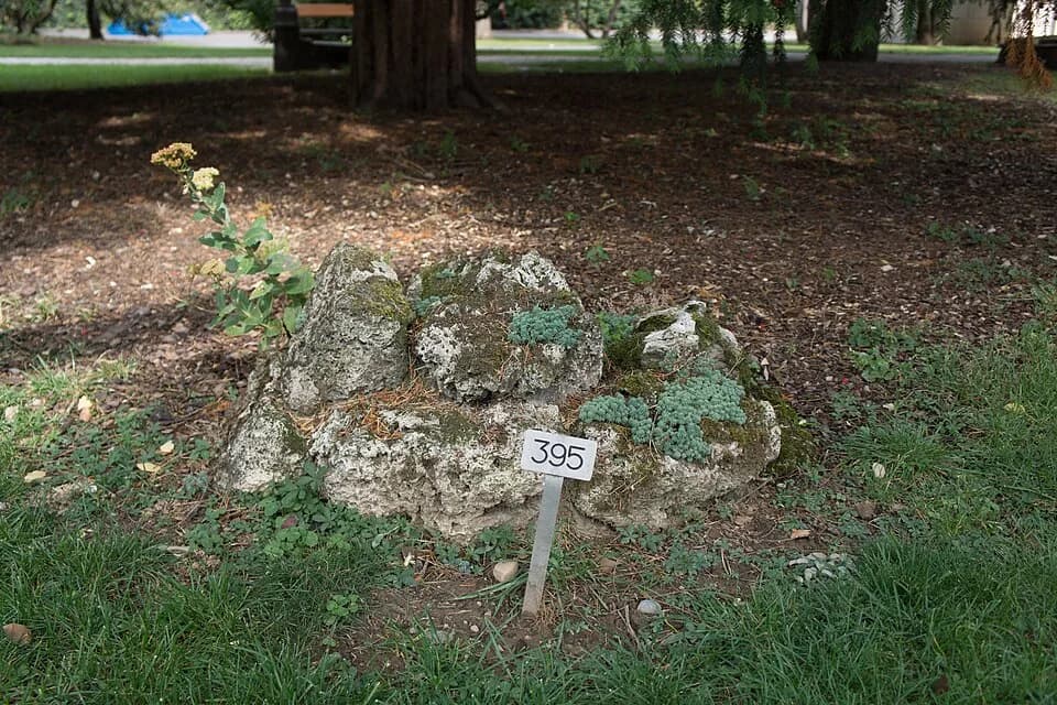 Jean Piaget - Cimetière des Rois