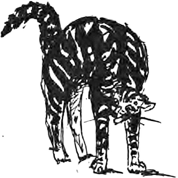 Prosper Mérimée - Chat_faisant_le_dos_rond,_d'après_un_dessin_de_Mérimée