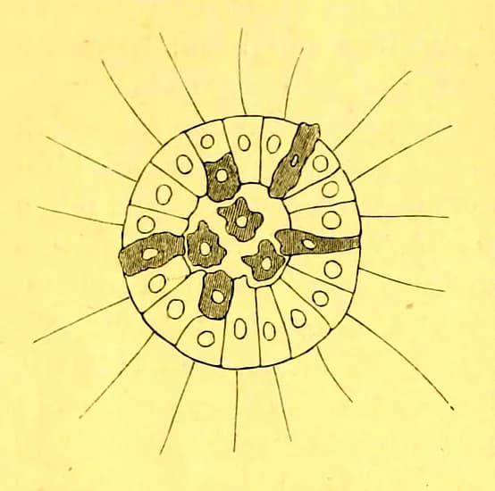 Élie Metchnikoff - illustrated in Iliá Méchnikov (1886) Embryologische Studien an Medusen. Ein Beitrag zur Genealogie der Primitiv-organe