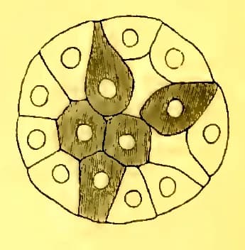 Élie Metchnikoff - illustrated in Iliá Méchnikov (1886) Embryologische Studien an Medusen. Ein Beitrag zur Genealogie der Primitiv-organe
