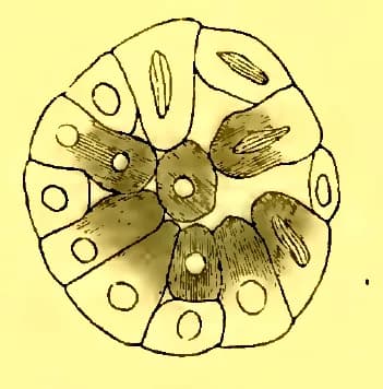 Élie Metchnikoff - illustrated in Iliá Méchnikov (1886) Embryologische Studien an Medusen. Ein Beitrag zur Genealogie der Primitiv-organe