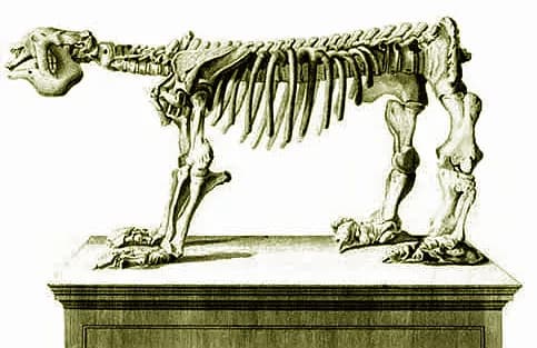 Georges Cuvier - Dessin de cuvier, représentant (sans sa queue) le Paresseux terrestre, ou paresseux géant d'Amérique du Nord (autrefois nommé Megalonyx ou Mégathère de Jefferson), dont le nom scienti