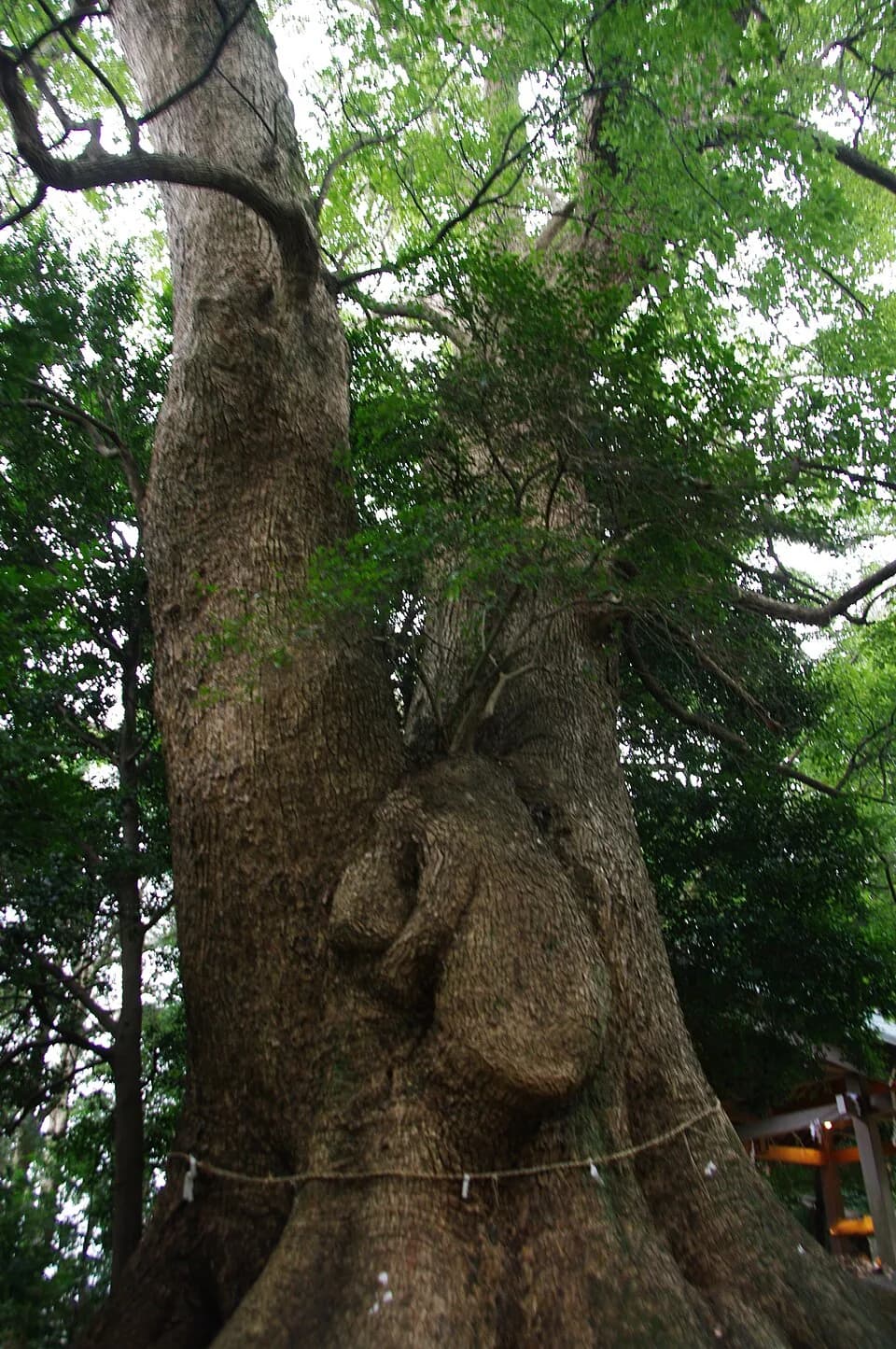 Tove Jansson - A Camphor tree whose trunk looks like Moomin located in GoshoHachiman Shrine, Koga, Fukuoka, Japan