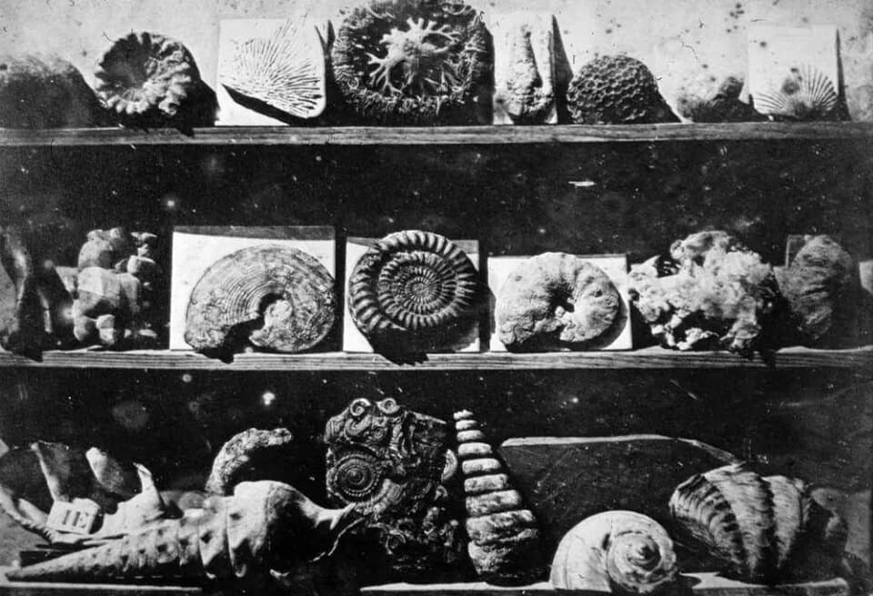 Louis Daguerre - Daguerreotype of Louis Daguerre ca. 1850, Shells and Fossils