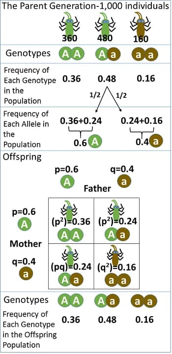 G.H. Hardy - Simple overview of Hardy-Weinberg equilibrium in a hypothetical beetle population.