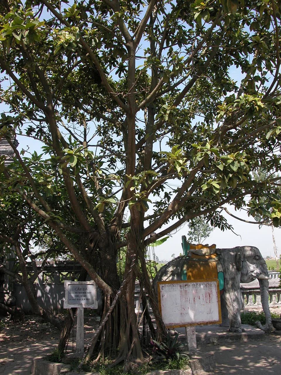 Võ Nguyên Giáp - A banyan tree in La Xuyen Communal House, planted by General Vo Nguyen Giap in 1992.