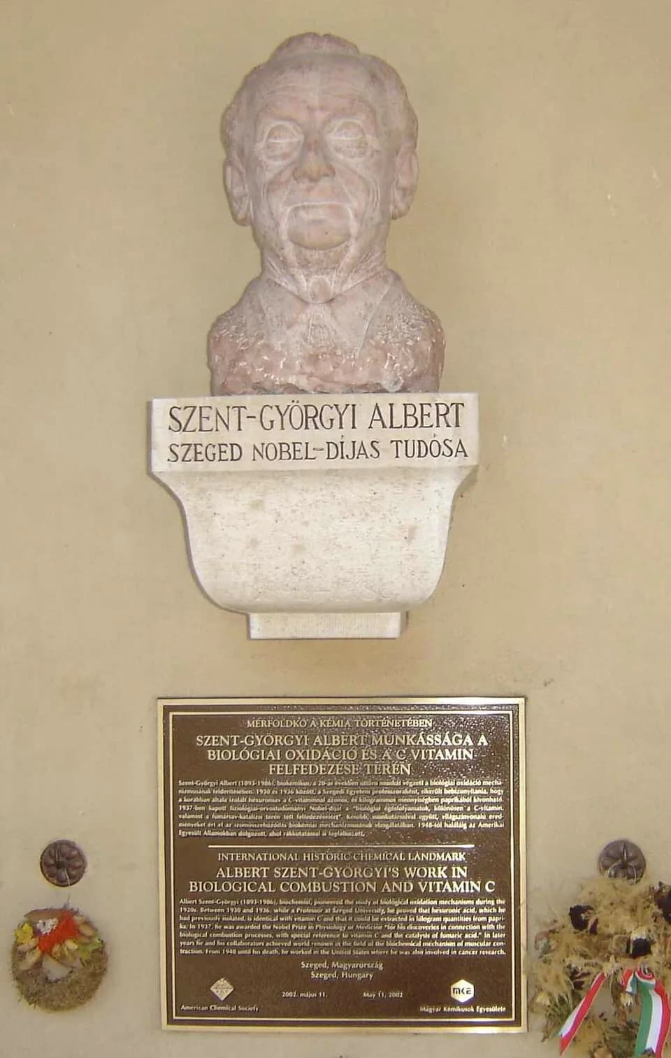 Albert Szent-Györgyi - Szent-Györgyi Albert (Felállítás 1987. december 11., Kalmár Márton, vörös mészkő)[1] - Szeged, Dóm tér, Déli árkádok. Photographer: Újfalusi Németh Jenő