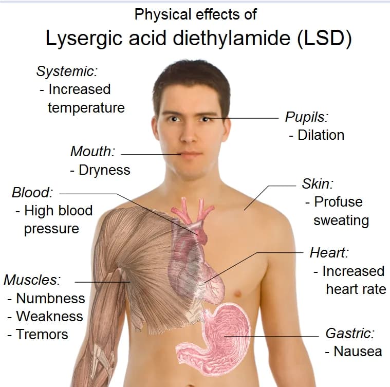 Albert Hofmann - Possible physical effects of lysergic acid diethylamide (LSD). Sources are found in main article: Wikipedia:Lysergic_acid_diethylamide#Physical. Model: Mikael Häggström. To discuss im
