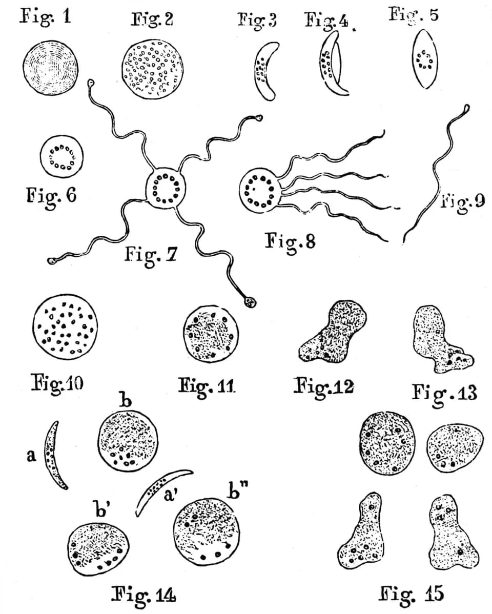 Charles Louis Alphonse Laveran - Drawings of malaria parasites by the discoverer of plasmodia Charles Alphonse Laveran
