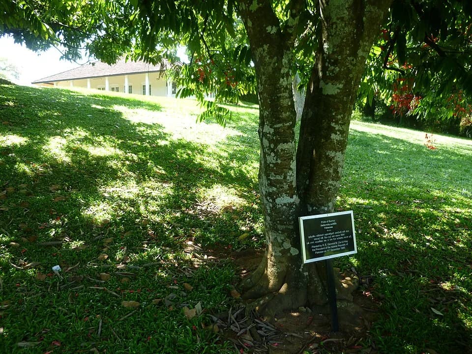 Muhammad Zia-ul-Haq - The plant planted by H.E.General M.Zia-Ul Haq the President of the Islamic Republic of
Pakistan on 11th December 1985 at Peradeniya Royal Botanical Gardens.
