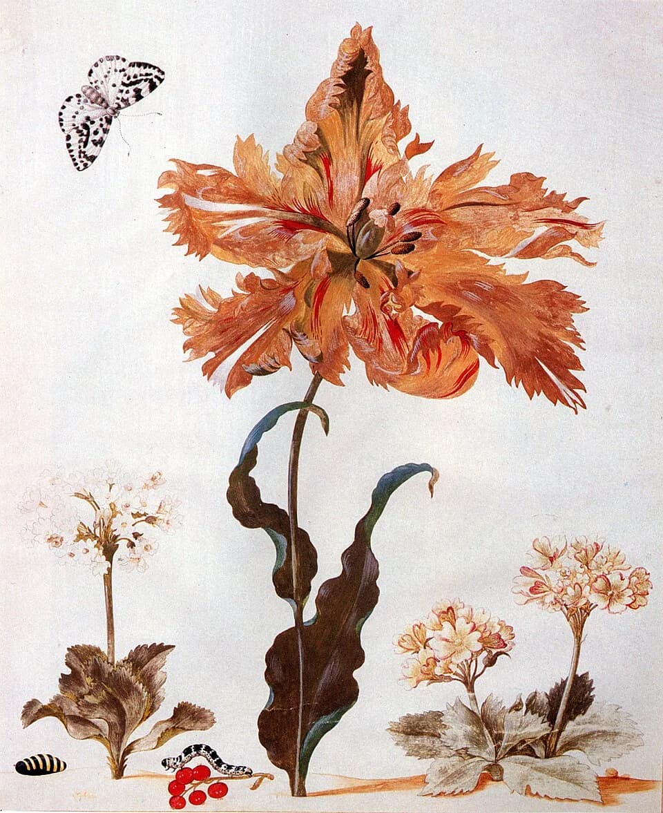 Maria Sibylla Merian - Maria-Sibylla-Merian-001.jpg