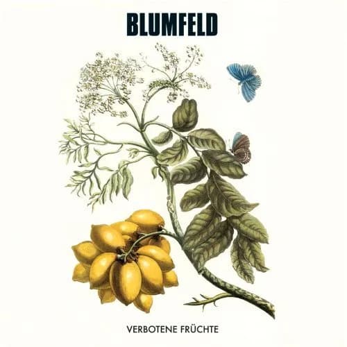 Maria Sibylla Merian - This album cover is a reproduction of a picture of Spondia purpurea by Maria Sibylla Merian — Butterfly on a Spanish Plum.