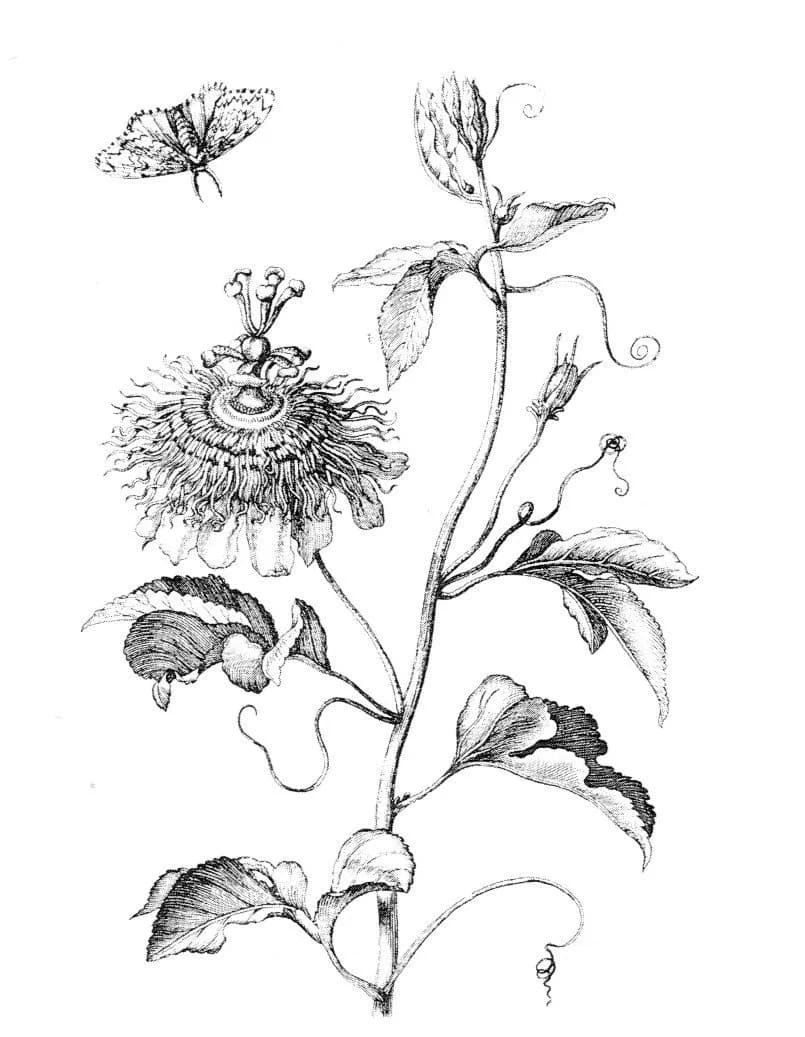 Maria Sibylla Merian - Illustration of Passiflora incarnata