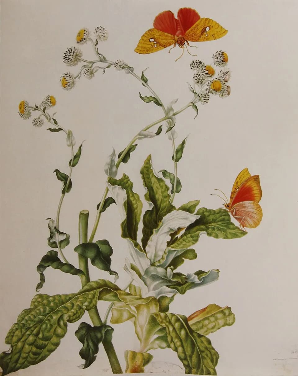 Maria Sibylla Merian - Strohblume und Castilde
