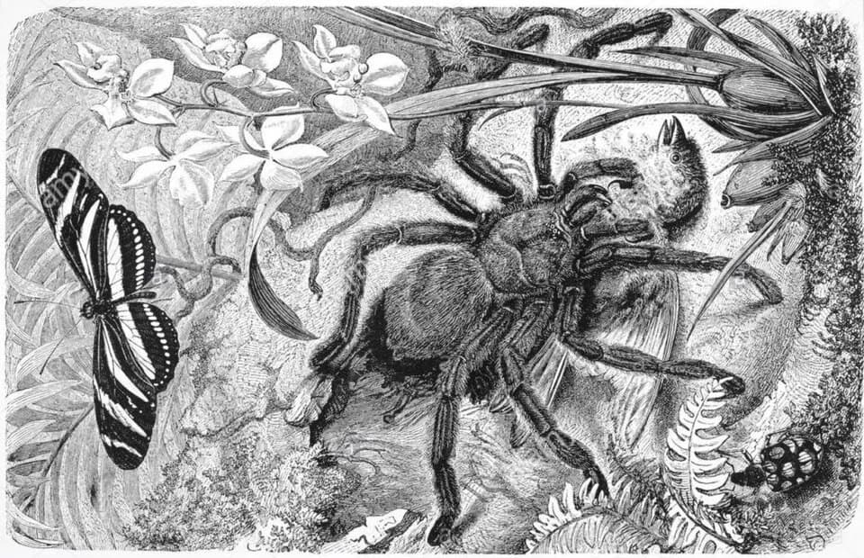 Maria Sibylla Merian - An old image; a big spider (known as a bird-eater, tarantula) eats a bird.