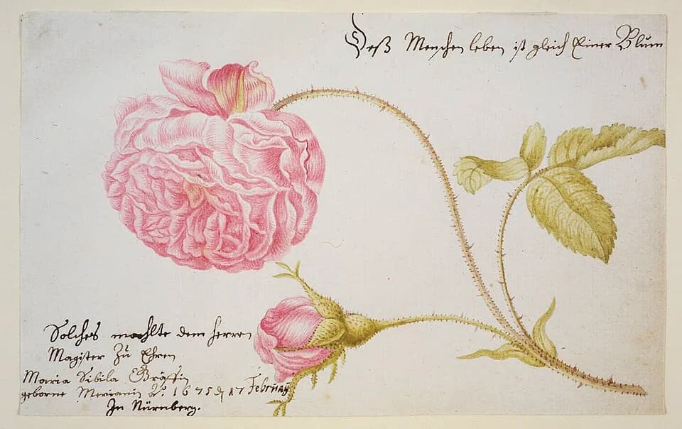 Maria Sibylla Merian - Stammbuchblatt mit Rose. Aquarell von Maria Sibylla Merian, Nürnberg 1675 (Staatsbibliothek Bamberg, I R 90)