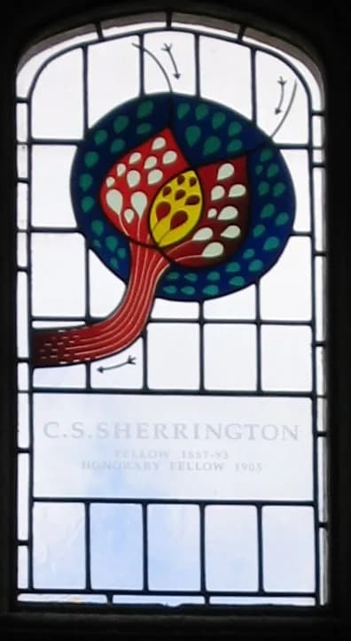 Charles Scott Sherrington - Stained glass window in the dining hall of Gonville and Caius College, in Cambridge (UK), commemorating Charles Scott Sherrington, a British scientist known for his contrib