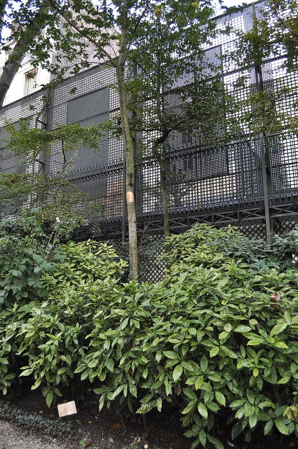 Lionel Jospin - Depuis 1978, les premiers ministres plantent un arbre à l'hôtel de Matignon.
Sur la photo : orme de Lionel Jospin planté en 1997

Photo prise lors des journées européennes du patrimoin