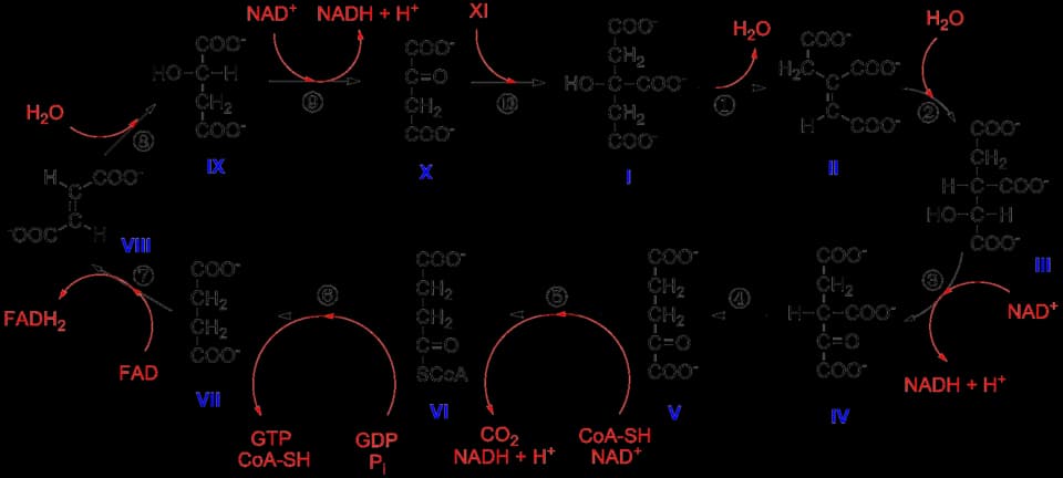 Hans Krebs - citric acid cycle