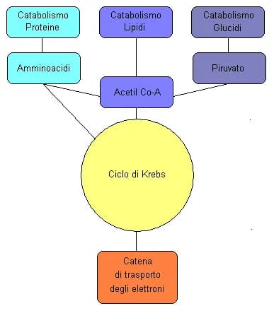 Hans Krebs - Citric Acid Cycle interactions (words in Italian)
