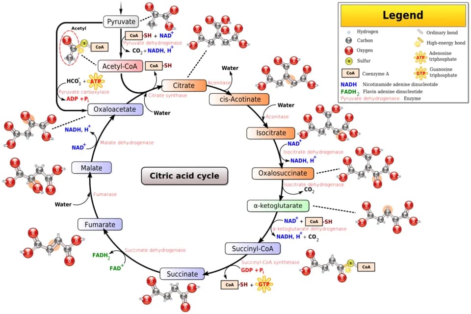 Hans Krebs - Tricarboxylic acid cycle (also known as the citric acid cycle) and some preceding steps