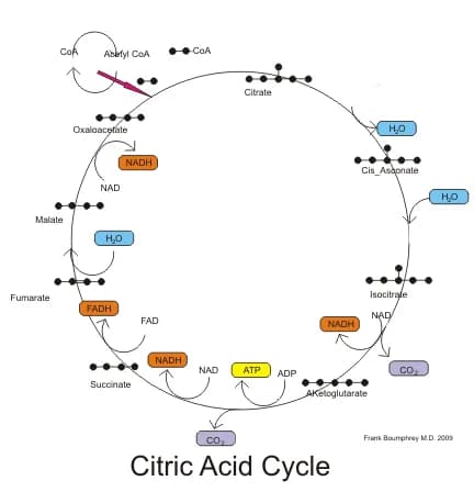 Hans Krebs - Citric acid cycle pathways.