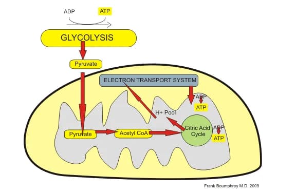 Hans Krebs - Aerobic processing in Mitochondria in Citric Acid Cycle pathways.