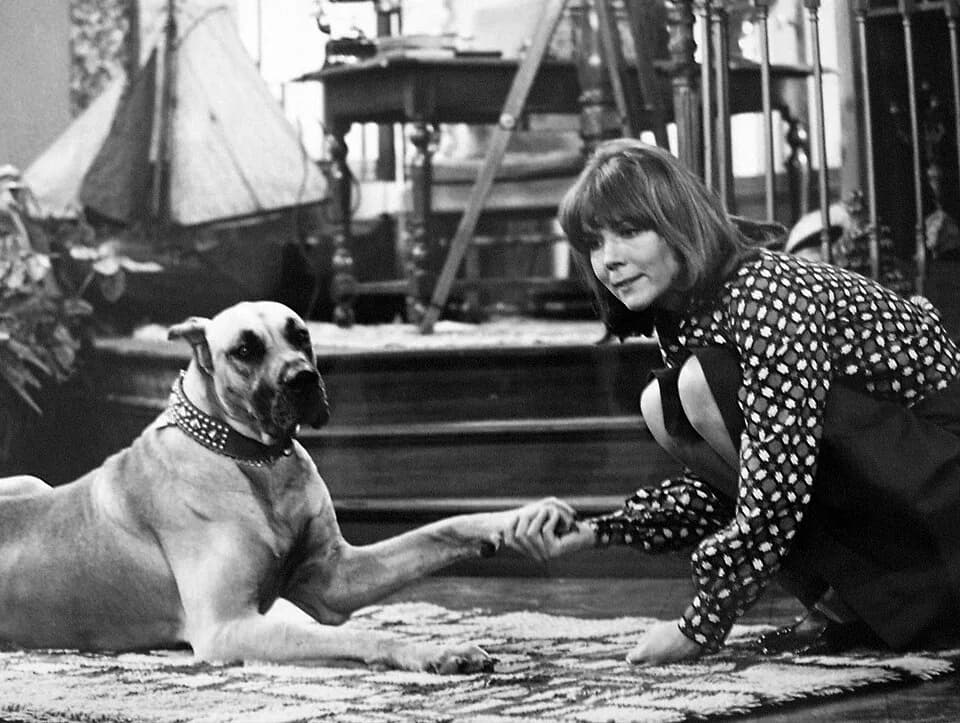 Diana Rigg - Photo of Diana Rigg as Diana Smythe and her roommate, Gulliver, from the television program Diana.