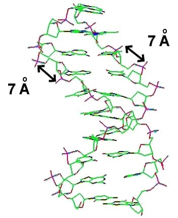 Anders Jonas Ångström - Standard double-helix structure, showing the phosphate-to-phosphate distance of 7 angstroms, as measured along the sugar-phosphate backbone.