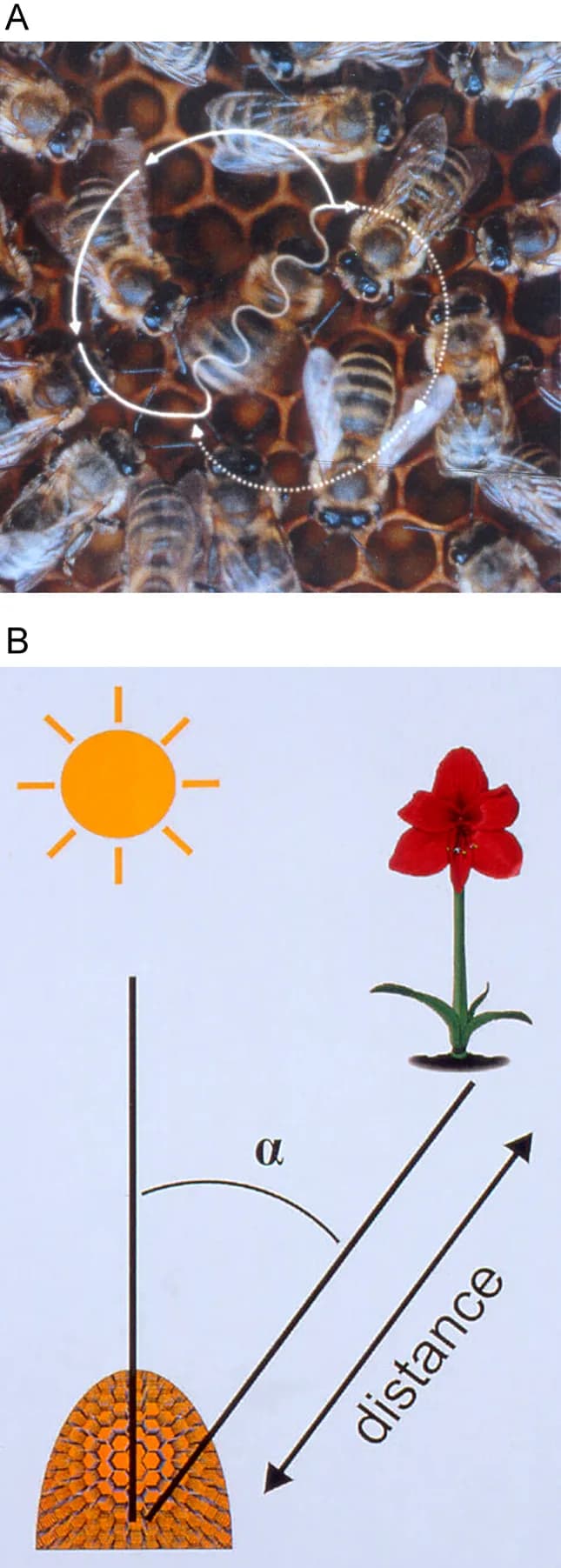 Karl von Frisch - Figure-Eight-Shaped Waggle Dance of the Honeybee (Apis mellifera). A waggle run oriented 45° to the right of ‘up’ on the vertical comb (A) indicates a food source 45° to the right of