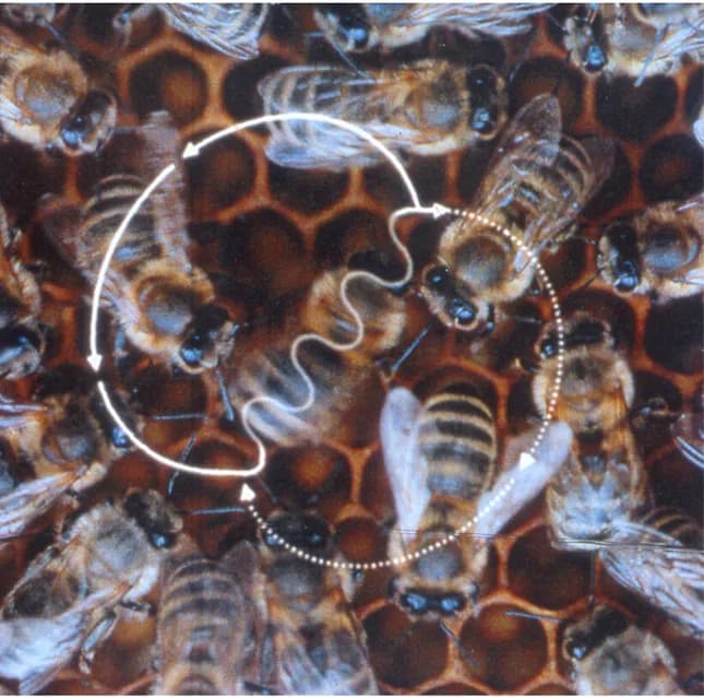 Karl von Frisch - Figure-Eight-Shaped Waggle Dance of the Honeybee (Apis mellifera).

A waggle run oriented 45° to the right of ‘up’ on the vertical comb indicates a food source 45° to the right of th