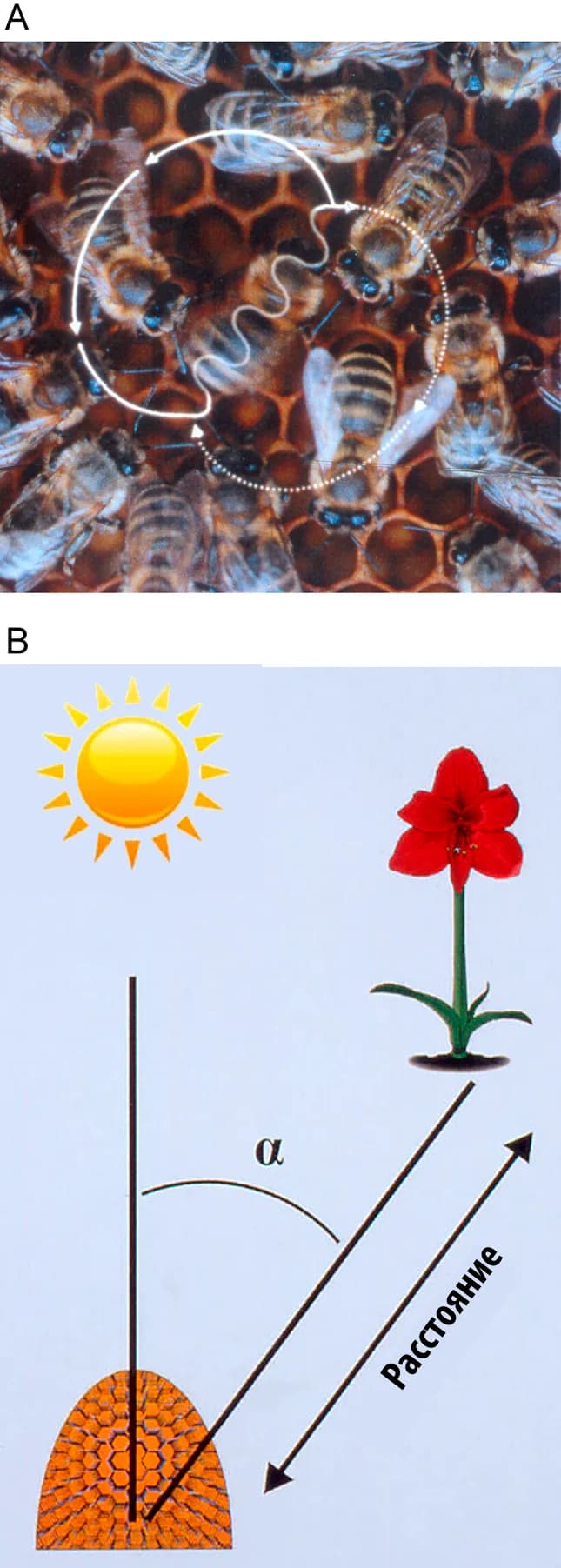 Karl von Frisch - Figure-Eight-Shaped Waggle Dance of the Honeybee (Apis mellifera). A waggle run oriented 45° to the right of ‘up’ on the vertical comb (A) indicates a food source 45° to the right of