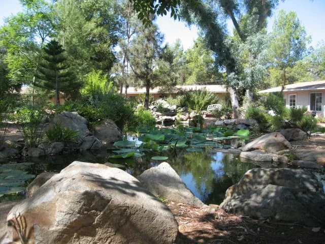 Thích Nhất Hạnh - Deer Park Monastery lotus pond.jpg