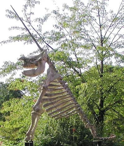 Otto von Guericke - Plastic of a "unicorn" skeleton. Otto von Guericke made no reconstruction, but only described a bone find. Michael Bernhard Valentini and Gottfried Wilhelm von Leibnitz worked out