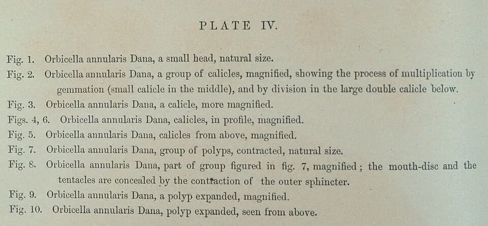 Louis Agassiz - Report on the Florida Reefs, Plate IV Description.jpg
