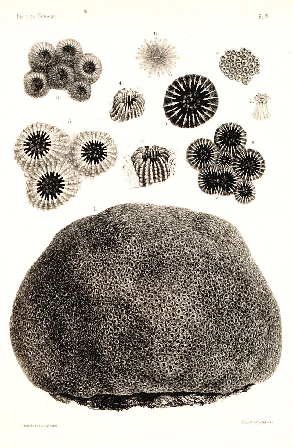 Louis Agassiz - Report on the Florida Reefs, Plate IV.jpg
