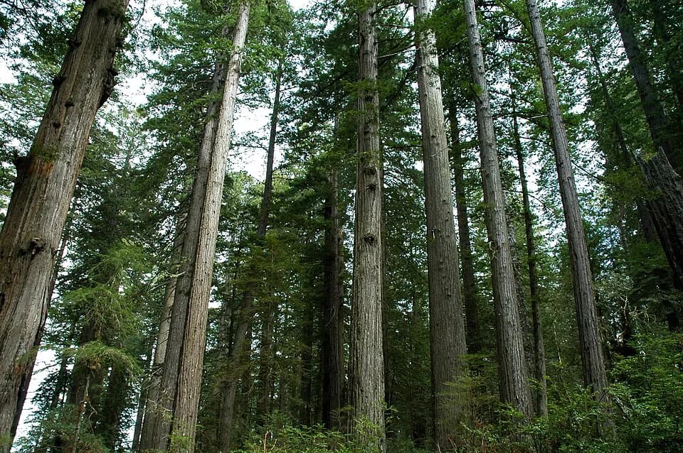 Lady Bird Johnson - Sequoia sempervirens trunks, Lady Bird Johnson Grove, Redwoods National and State Park, California
