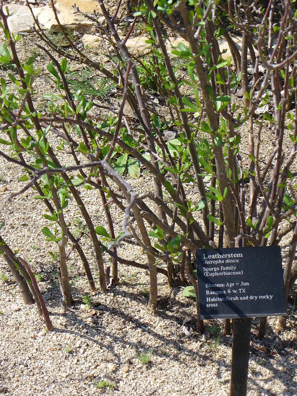Lady Bird Johnson - Jatropha dioica at the Lady Bird Johnson Wildflower Center.