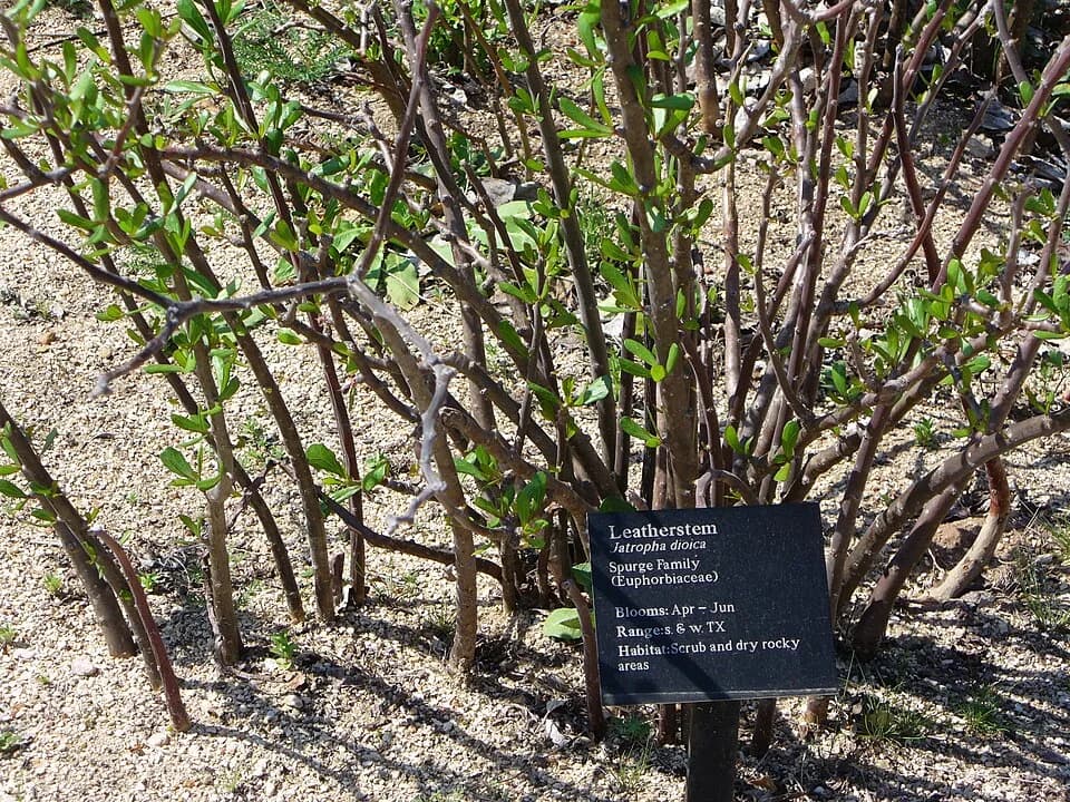 Lady Bird Johnson - Jatropha dioica at the Lady Bird Johnson Wildflower Center.