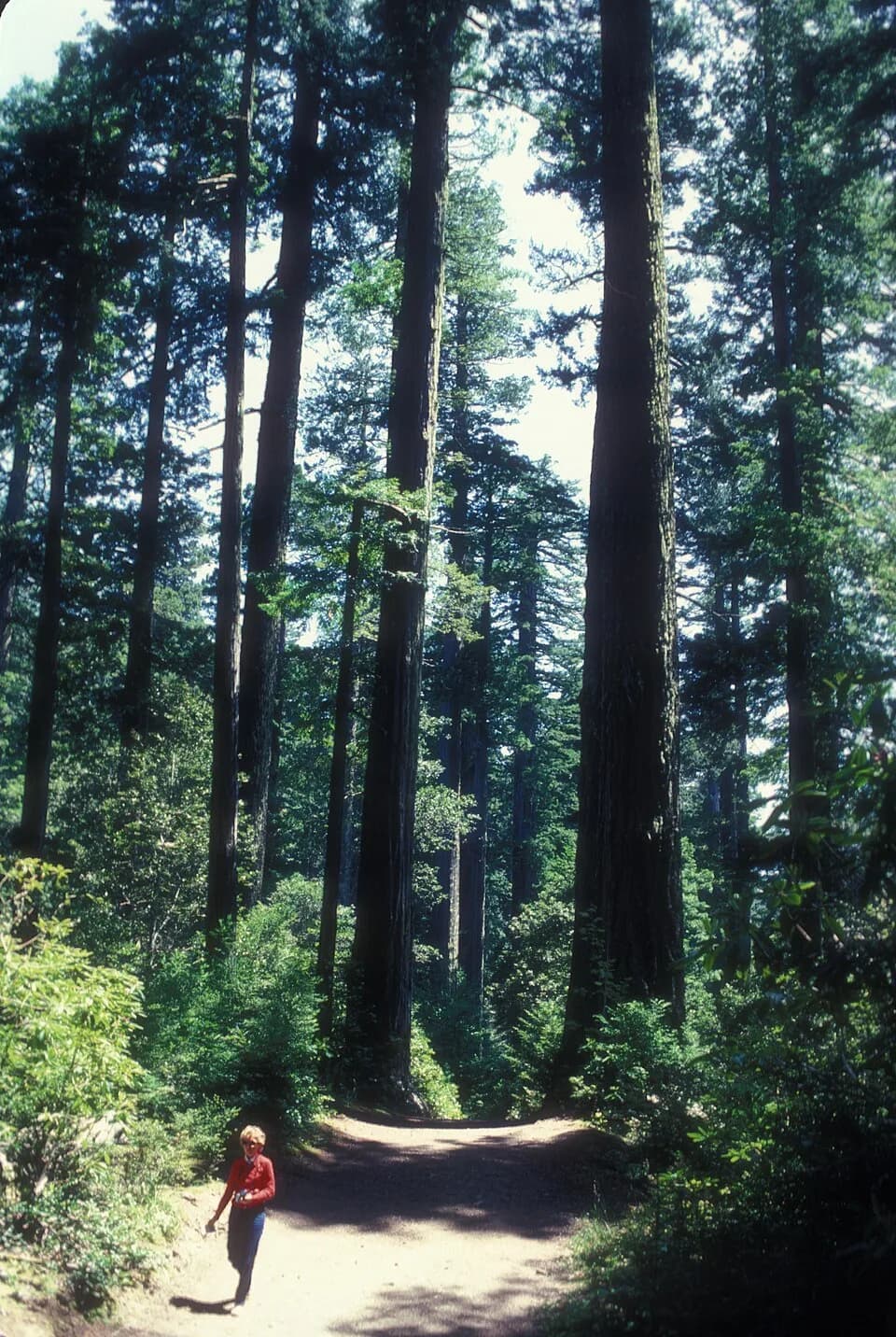 Lady Bird Johnson - LADY BIRD JOHNSON GROVE; A MAJESTIC GROVE OF COASTAL REDWOODS, NAMED IN HER HONOR BY PRESIDENT NIXON IN 1969, IS LOCATED JUST NORTH OF ORICK, 			CALIFORNIA