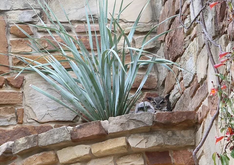 Lady Bird Johnson - Great horned owl (Bubo virginianus) mother and nestling, in high wall niche at the Lady Bird Johnson Wildflower Center in Austin, Texas.