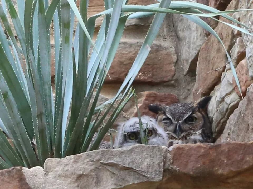 Lady Bird Johnson - Great horned owl (Bubo virginianus), closeup of mother and nestling, in high wall niche at the Lady Bird Johnson Wildflower Center in Austin, Texas.