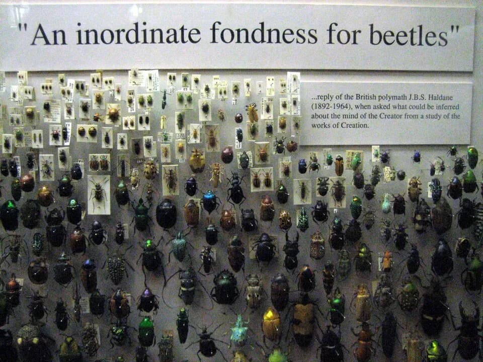 J.B.S. Haldane - Beetles display at the Oxford University Museum of Natural History