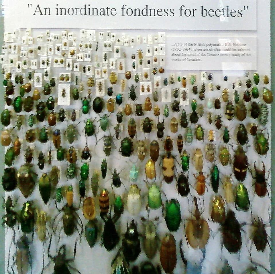 J.B.S. Haldane - Photograph by User:GDallimore of a display at the Oxford University Museum of Natural History. The text reads:
"An inordinate fondness for beetles"
...reply of the British polymath J.