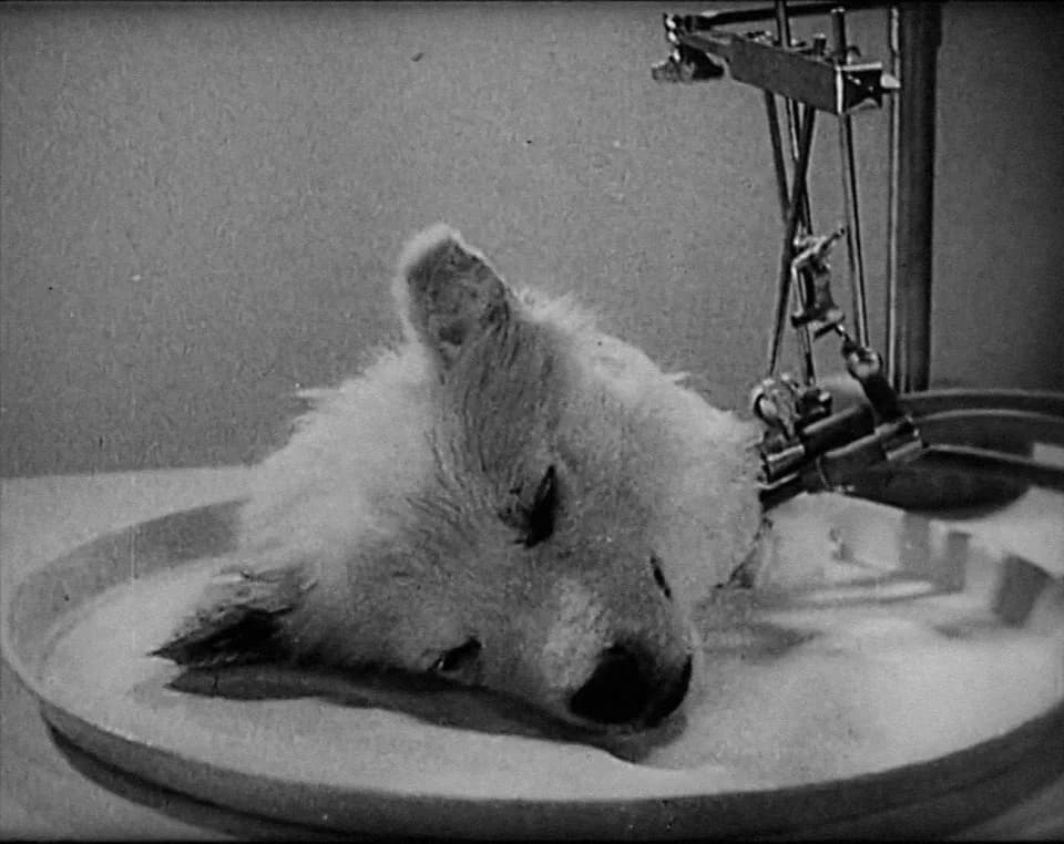 J.B.S. Haldane - This is a screenshot from the film "Experiments in the Revival of Organisms," from the Prelinger Archive. The film is in the public domain.
