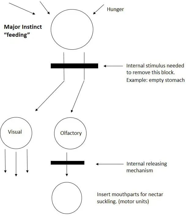 Niko Tinbergen - Figure 1. Tinbergen's hierarchical model as adapted from The Study of Instinct (1951). Describes motivational sequence of a honey bee foraging.